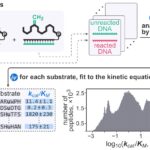 Une seule expérience peut mesurer la cinétique enzymatique pour plus de 200 000 substrats possibles