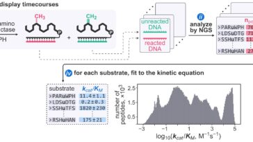 Une seule expérience peut mesurer la cinétique enzymatique pour plus de 200 000 substrats possibles