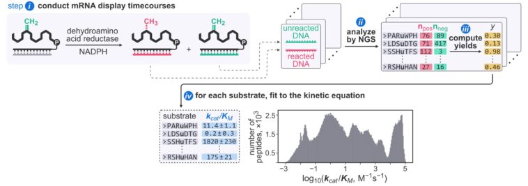 Une seule expérience peut mesurer la cinétique enzymatique pour plus de 200 000 substrats possibles