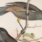 Une sixième extinction de masse? Pas si vite, certains scientifiques disent