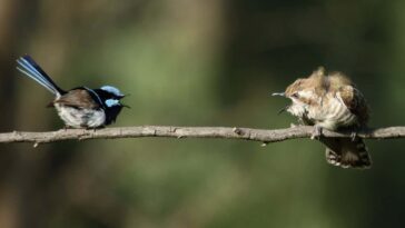 20 espèces d'oiseaux peuvent comprendre l'appel anti-cuckoo de l'autre