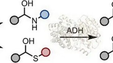 Améliorer la pertinence industrielle des enzymes alcool déshydrogénases en exploitant leur « réactivité cachée »