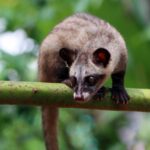 Café civette : la véritable chimie derrière cette boisson de luxe bizarre