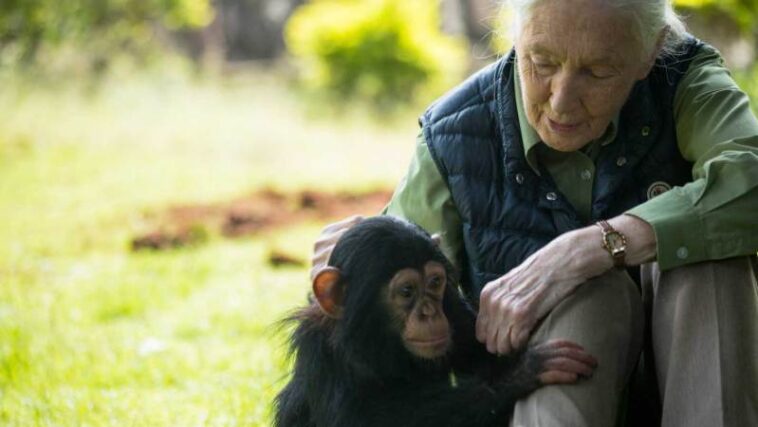 Ce que Jane Goodall m'a appris sur les os, la perte et ne gaspiller rien