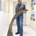 Un homme se tient à côté d’une corne géante incurvée, la plus longue jamais trouvée chez un rhinocéros laineux. Cela lui arrive au coude.