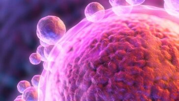 Cellules d'oeufs à base d'ADN à partir de la peau humaine fécondé dans le laboratoire