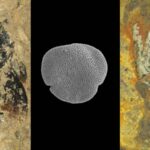 Ces anciens bourdons ont été retrouvés avec leur source de pollen