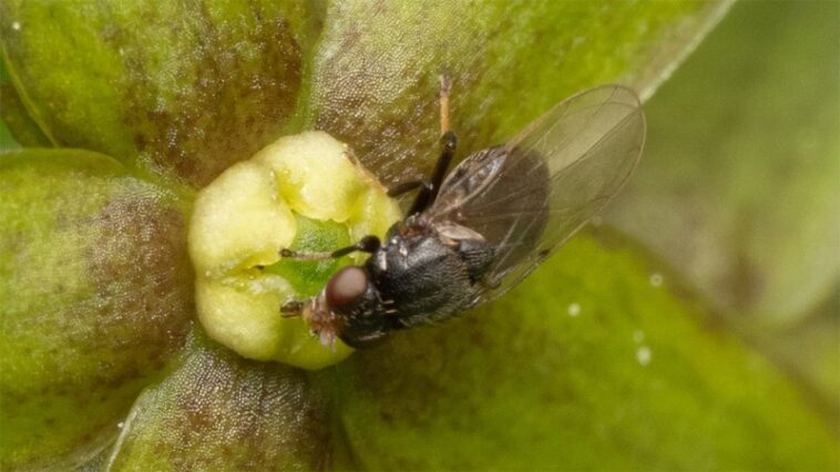 Cette fleur sent les fourmis blessées – et les mouches ne peuvent pas y résister Cette fleur sent les fourmis blessées – et les mouches ne peuvent pas y résister