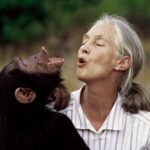 British primatologist Jane Goodall with a chimp
