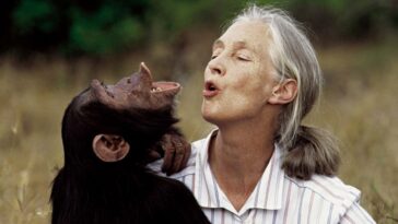 British primatologist Jane Goodall with a chimp