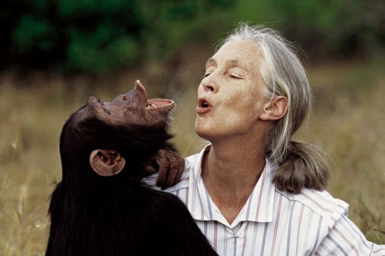 British primatologist Jane Goodall with a chimp