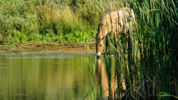 Comment l'ouragan Hélène a modifié la chimie des eaux souterraines