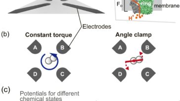 Comment les moteurs biologiques atteignent une efficacité maximale