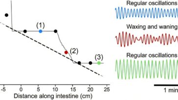 Comment un chœur de fréquences synchronisées vous aide à digérer votre nourriture