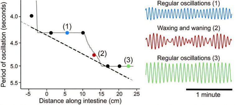 Comment un chœur de fréquences synchronisées vous aide à digérer votre nourriture
