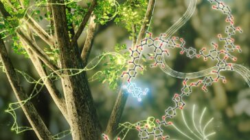 Créer des biomatériaux luminescents à partir du bois