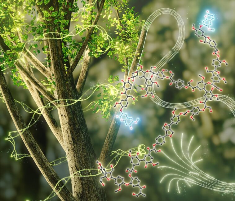 Créer des biomatériaux luminescents à partir du bois