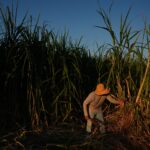 Dans une région agricole de Californie, des chercheurs cartographient la chaleur rurale pour protéger les ouvriers agricoles