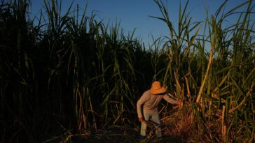 Dans une région agricole de Californie, des chercheurs cartographient la chaleur rurale pour protéger les ouvriers agricoles