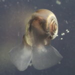 De minuscules organismes océaniques absents des modèles climatiques pourraient détenir la clé de l’avenir carbone de la Terre