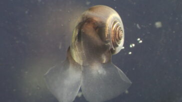 De minuscules organismes océaniques absents des modèles climatiques pourraient détenir la clé de l’avenir carbone de la Terre