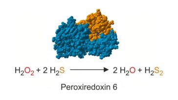 Découverte d’un nouveau lien entre le métabolisme du peroxyde et du sulfure