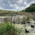 Des approches innovantes peuvent aider le secteur financier à répondre à la perte de la nature