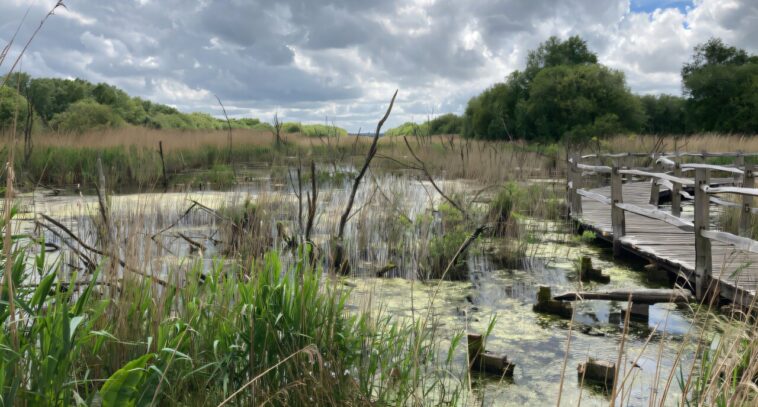 Des approches innovantes peuvent aider le secteur financier à répondre à la perte de la nature Des approches innovantes peuvent aider le secteur financier à répondre à la perte de la nature