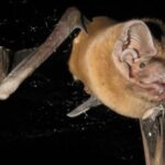 Des chauves-souris microdiffusées révèlent des attaques d'oiseaux chanteurs à minuit