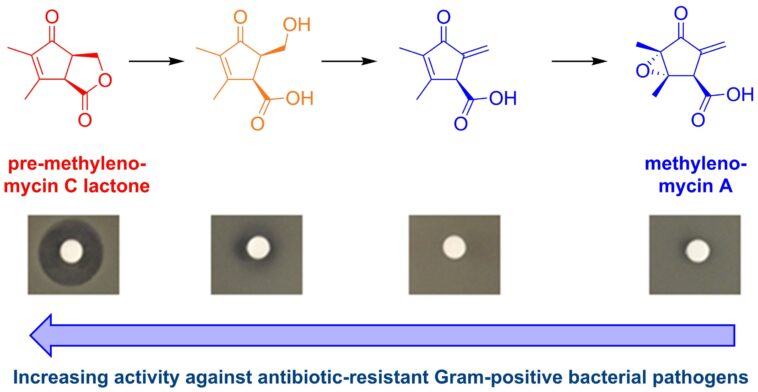 Des chimistes découvrent un antibiotique contre des bactéries résistantes aux médicaments « cachés à la vue de tous »