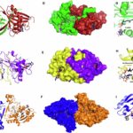 Des enzymes uniques utilisent un mécanisme jamais vu auparavant pour résister aux antibiotiques