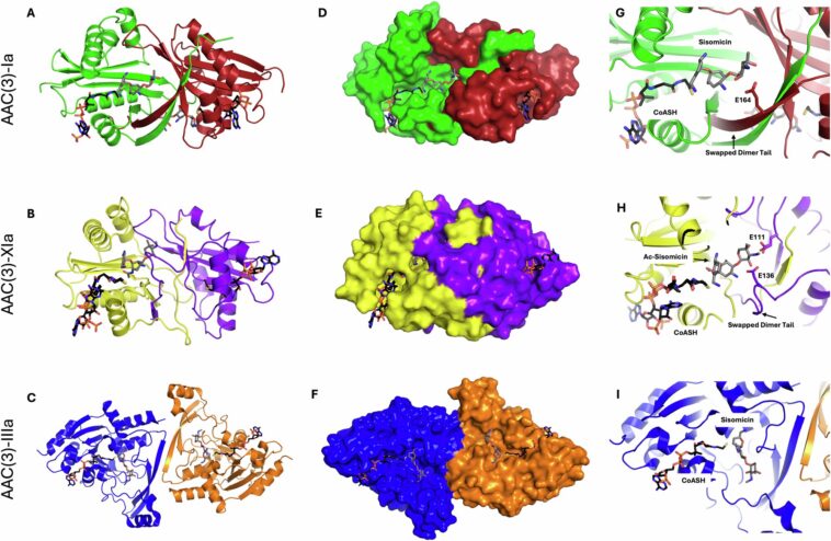 Des enzymes uniques utilisent un mécanisme jamais vu auparavant pour résister aux antibiotiques