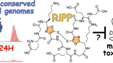 Des étudiants de premier cycle découvrent un groupe de gènes conservés se liant au cuivre dans les bactéries marines