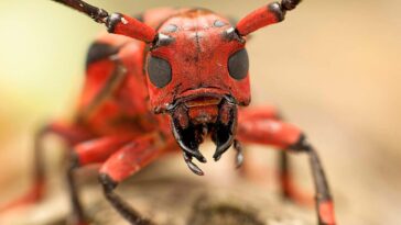 Hui Yu photographed this imposing portrait of a tropical flat-faced longhorn beetle on a family photography trip to a tropical rainforest at Gunung Jerai in Malaysia. A light bulb in a mosquito net attracted local invertebrates during the night, and in the morning there were lots of them to look at. Hui Yu is keen on macro-photography and chose the most colourful animal to take a portrait of.