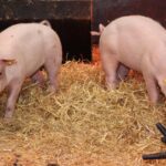Des porcs modifiés génétiquement et résistants à la peste porcine pourraient améliorer le bien-être animal