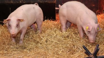 Des porcs modifiés génétiquement et résistants à la peste porcine pourraient améliorer le bien-être animal