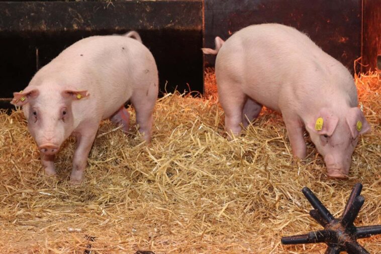 Des porcs modifiés génétiquement et résistants à la peste porcine pourraient améliorer le bien-être animal