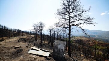 Des questions pèsent sur les forêts albanaises après des incendies dévastateurs