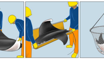 Une illustration du retour des raies à l'eau par des pêcheurs sans civière