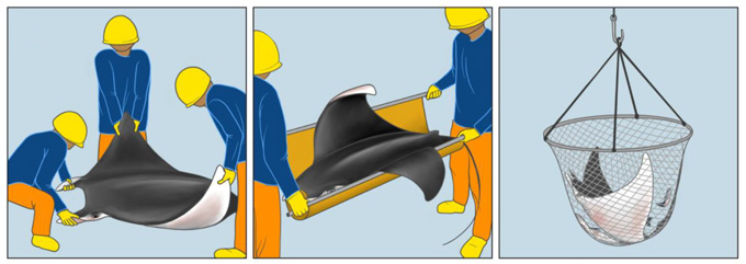 Une illustration du retour des raies à l'eau par des pêcheurs sans civière