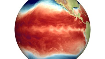 Effets du coup du lapin climatique dus à l’intensification rapide des cycles El Niño