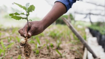Enracinement pour le vert : une étude explore pourquoi les habitants des petites villes plantent des arbres