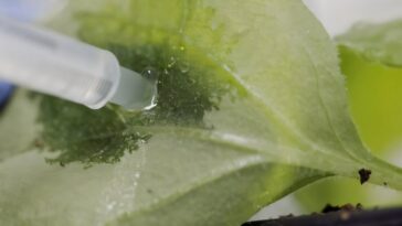 Explorer le pouvoir des plantes pour fabriquer des médicaments à partir du soleil