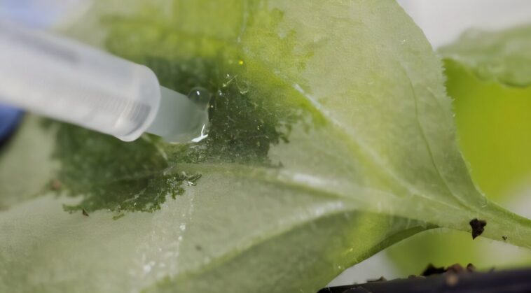 Explorer le pouvoir des plantes pour fabriquer des médicaments à partir du soleil