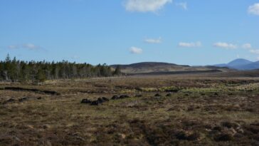 L'« immense réservoir » de carbone des tourbières risque d'être libéré, préviennent les chercheurs