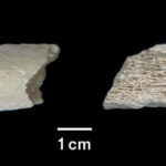 deux vues d'un probable os de jambe d'un Néandertalien
