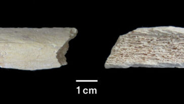 deux vues d'un probable os de jambe d'un Néandertalien
