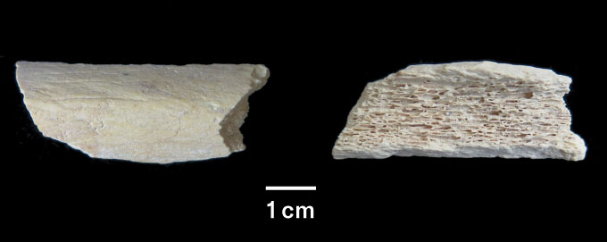 deux vues d'un probable os de jambe d'un Néandertalien