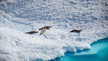 L'Antarctique voit des effets similaires sur le changement climatique comme le Groenland: étude