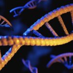 L'IA a généré son premier génome fonctionnel: un petit tueur de bactéries